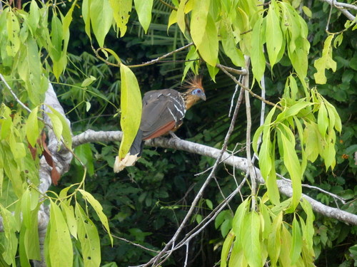 Lago Sandavol (Reserva Nacional Tambopata), Amazon, Peru.